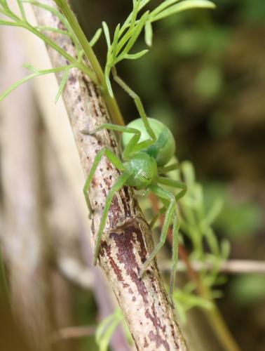 Micrommata virescens